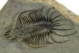 Alien-Looking Quadrops Trilobite - Huge, Top-Quality Example #350477-1